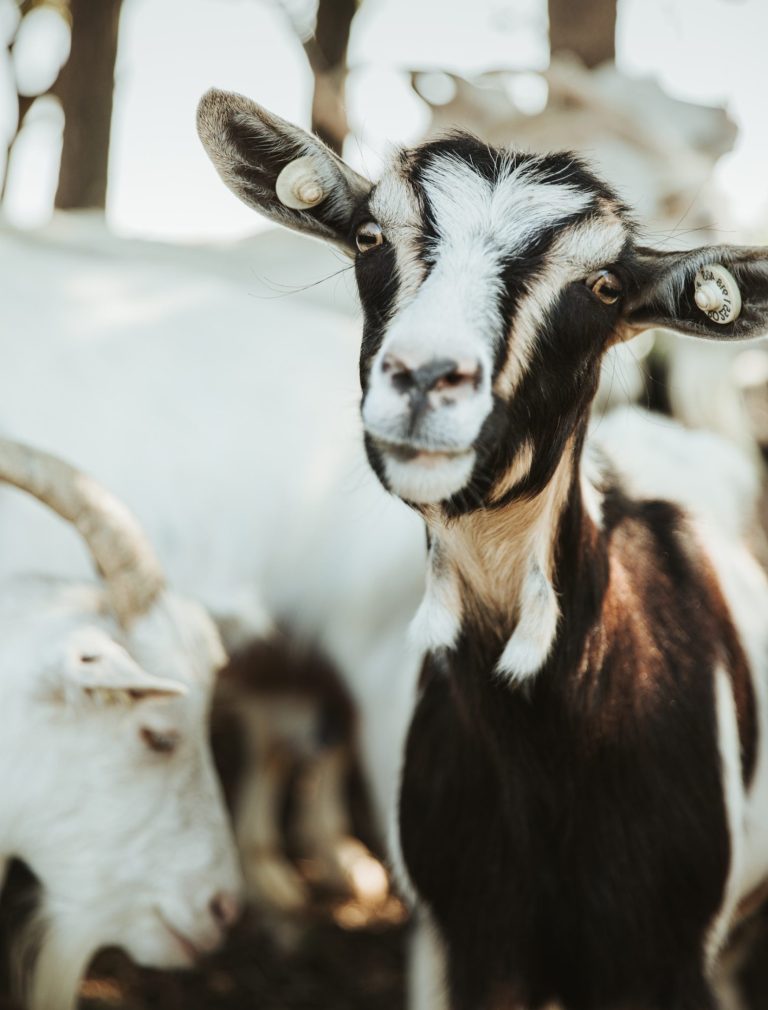 Horns or No Horns? Should You Disbud Your Goats