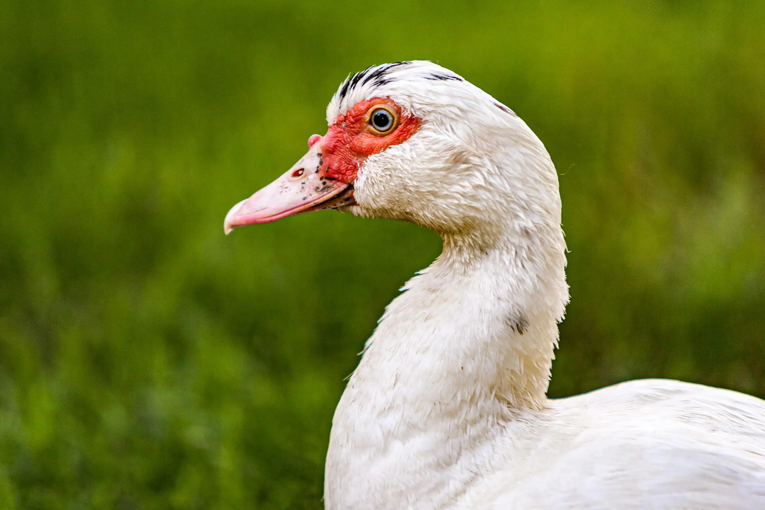 The Benefits of Keeping Ducks: Eggs, Pest Control, and More