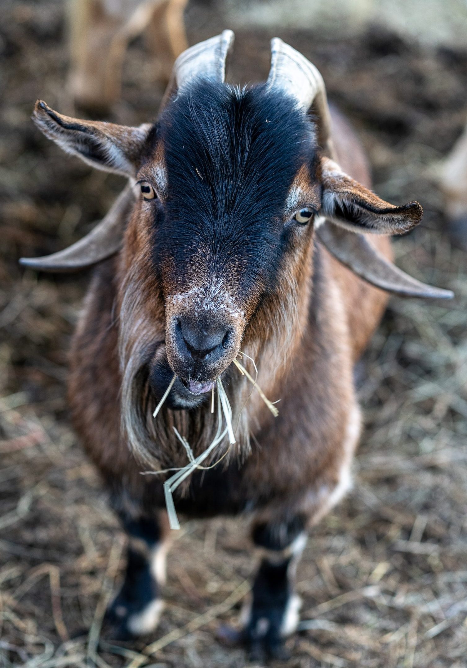 Winterizing with Goats: Essential Tips for Keeping Your Herd Healthy and Happy During Cold Months